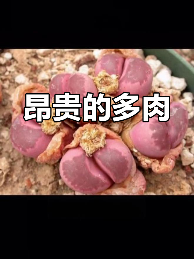 多肉植物价格揭秘,最贵品种竟值万元