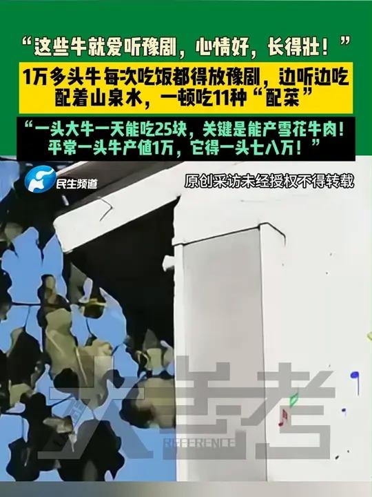 9月5日(发布),河南平顶山,“这些牛就爱听豫剧,心情好,长得壮!”,1万多头牛每次吃饭都