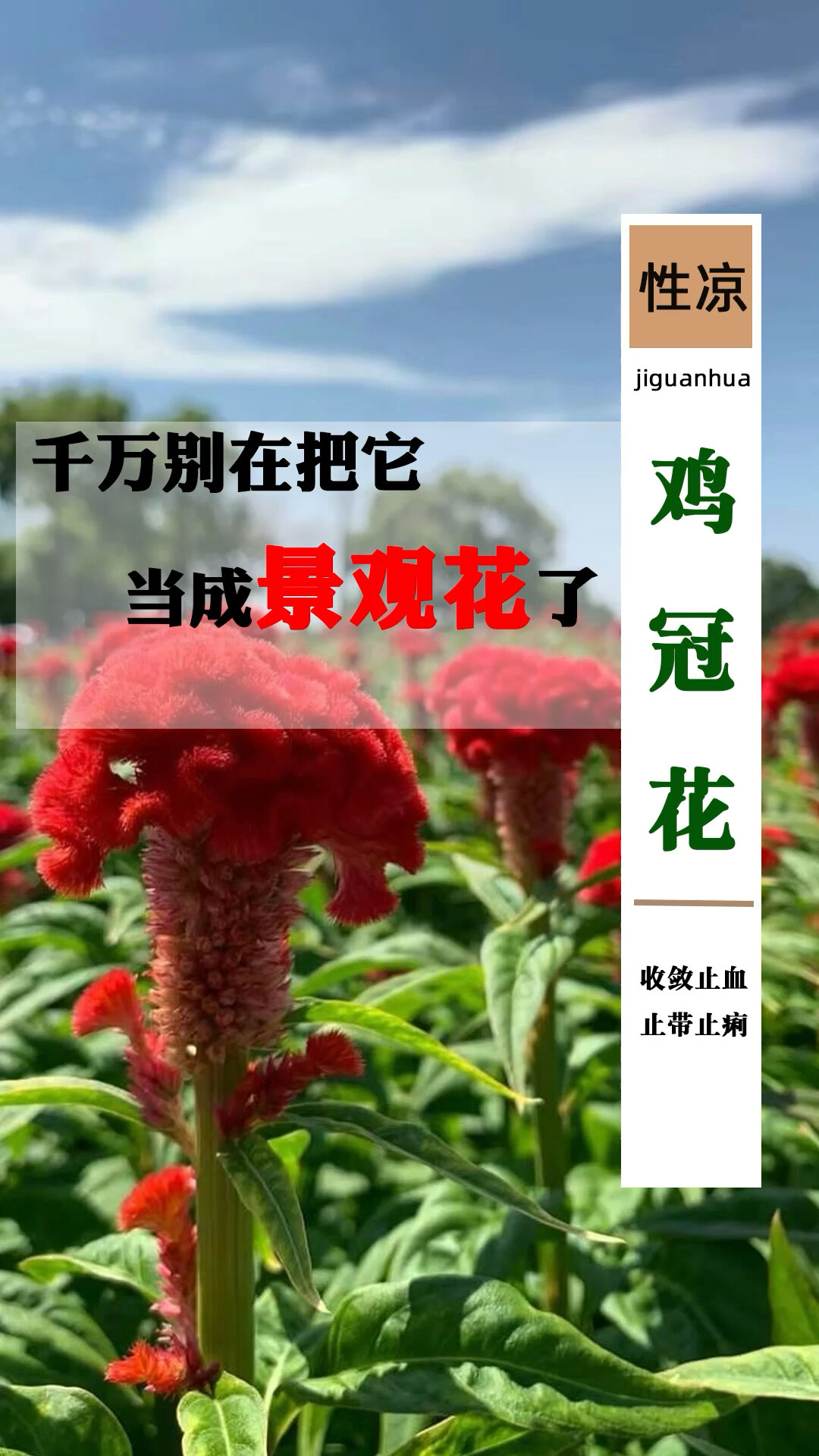 鸡冠花小科普