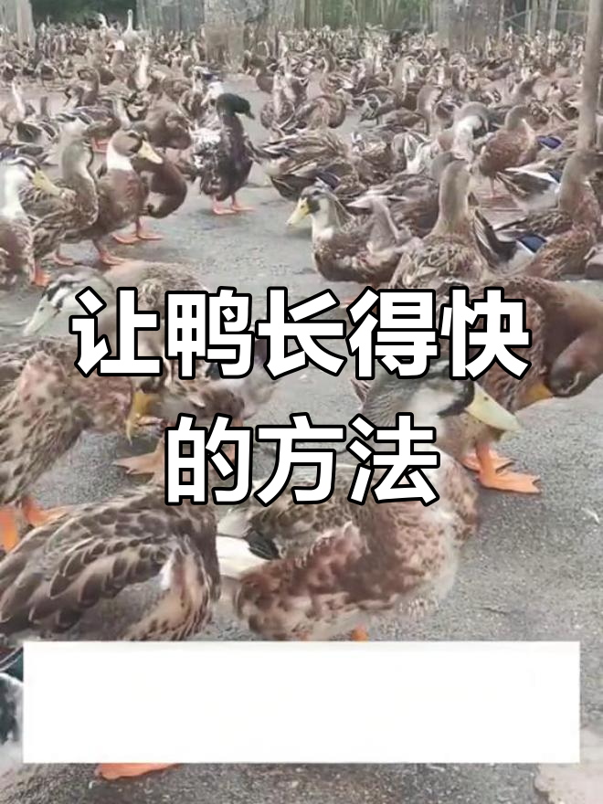 食盐姜橘法,让鸭子快速增重