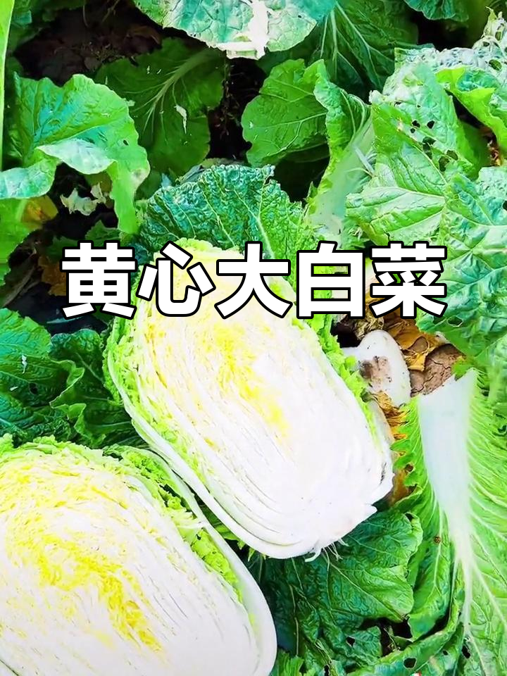 早熟黄心大白菜,耐存储、口感佳