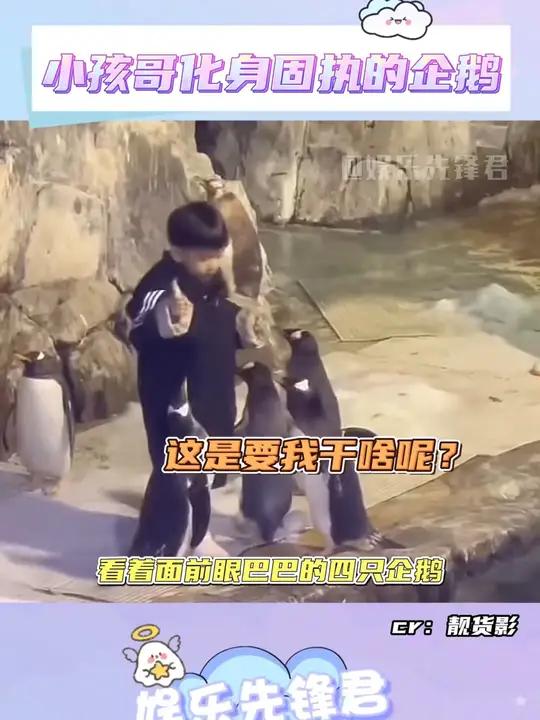 四只企鹅都没能拦住犟种小孩哥 搞笑 企鹅 人类幼崽 万万没想到