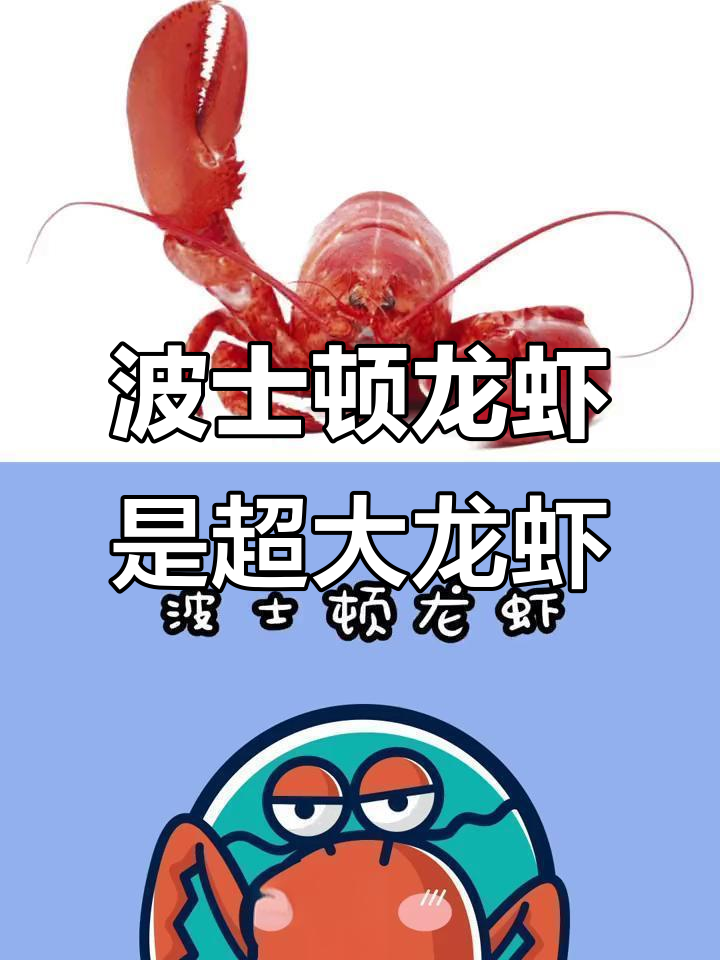波士顿龙虾其实是超大号小龙虾,真相揭露!