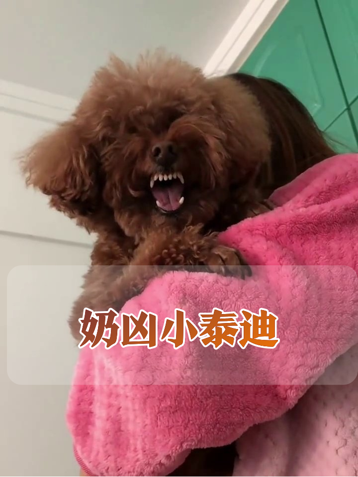 泰迪裹粉毯秒变暴躁老哥,龇牙咧嘴反差萌笑喷!