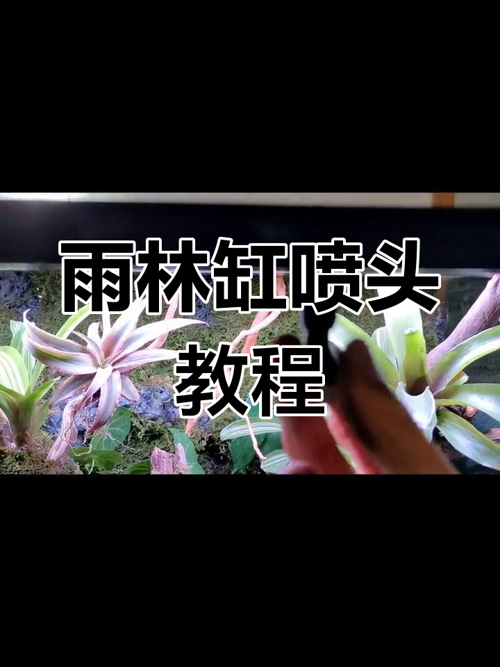 雨林缸喷淋系统安装全攻略,轻松搞定!