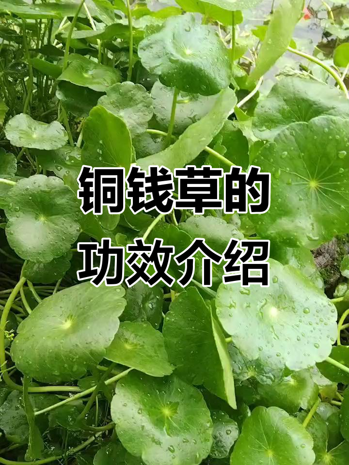 铜钱草的神奇功效与美丽外观,了解它的独特魅力