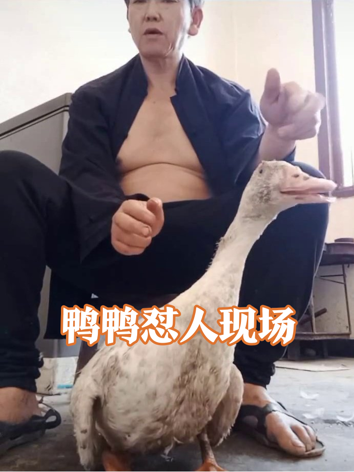 鸭子全程张嘴像吵架，大叔手指比划唠嗑，网友：这对话我看懂了