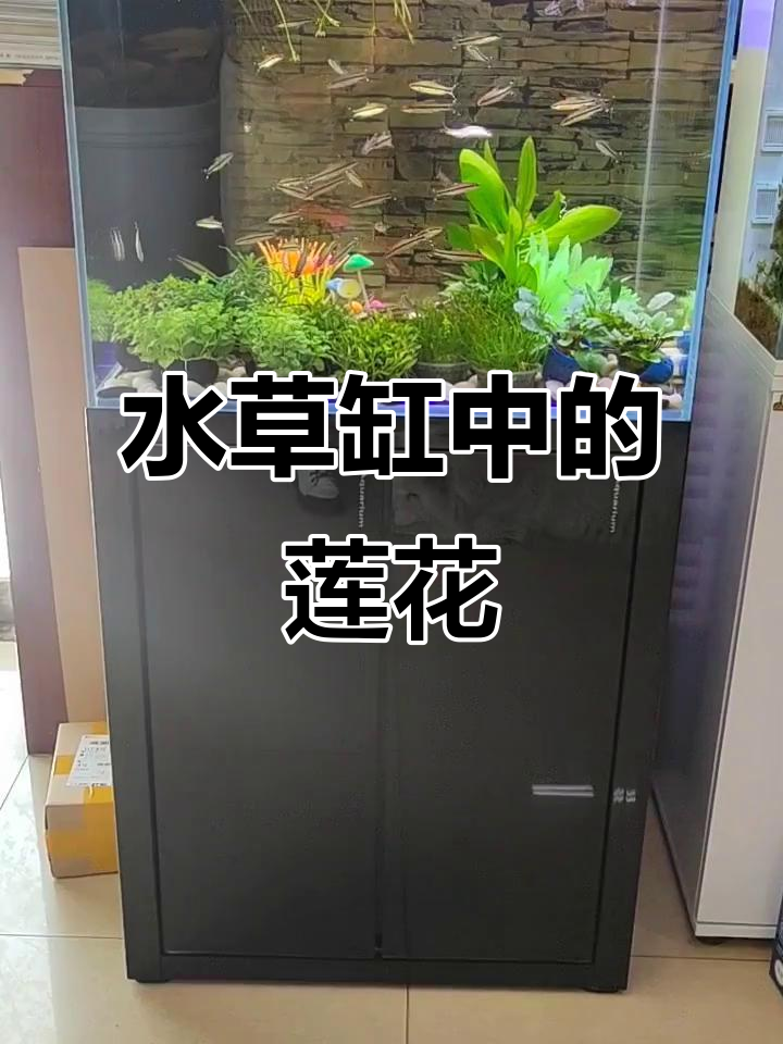 鱼缸里的莲花盛开,水草与金鱼共舞