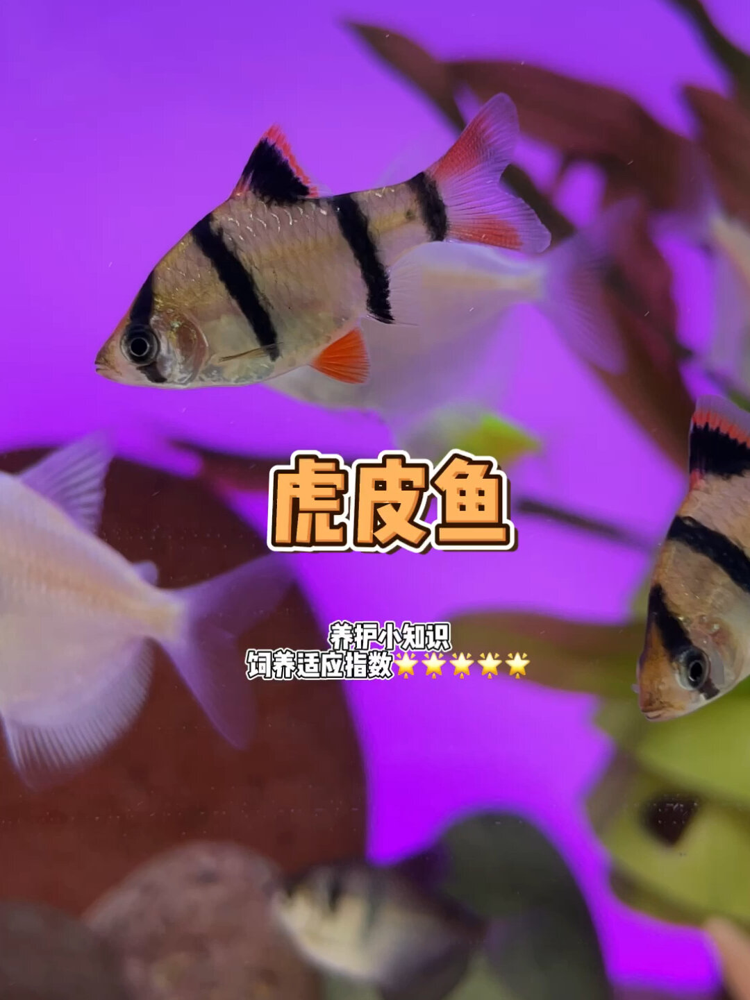 虎皮鱼养护小知识