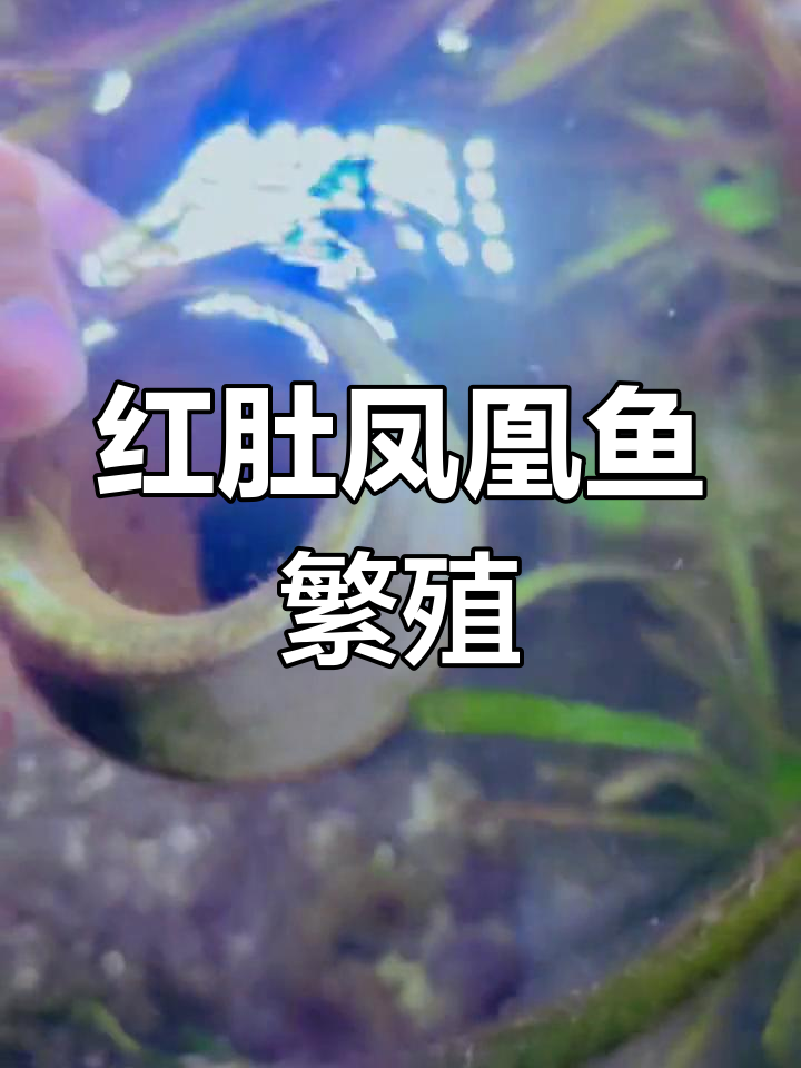 鱼妈妈藏匿陶罐,小宝宝即将孵化