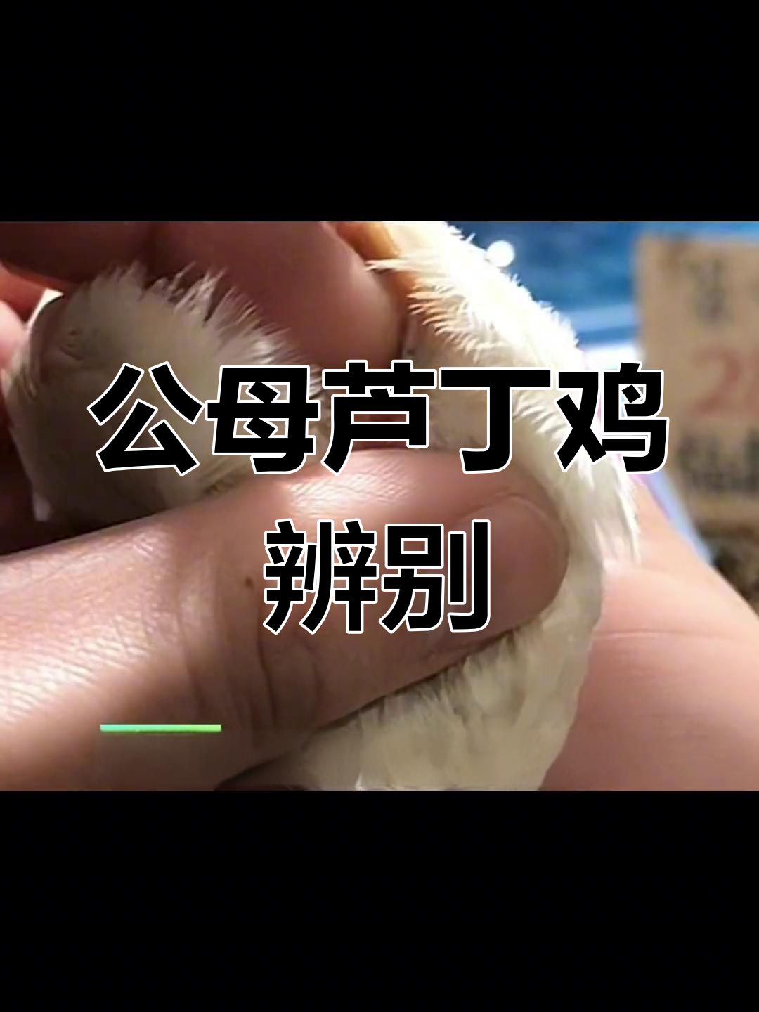 芦丁鸡公母分辨技巧,一看就懂