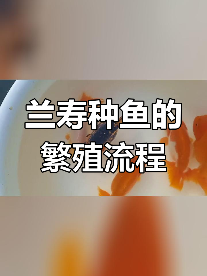 兰寿种鱼冬眠准备与繁殖过程