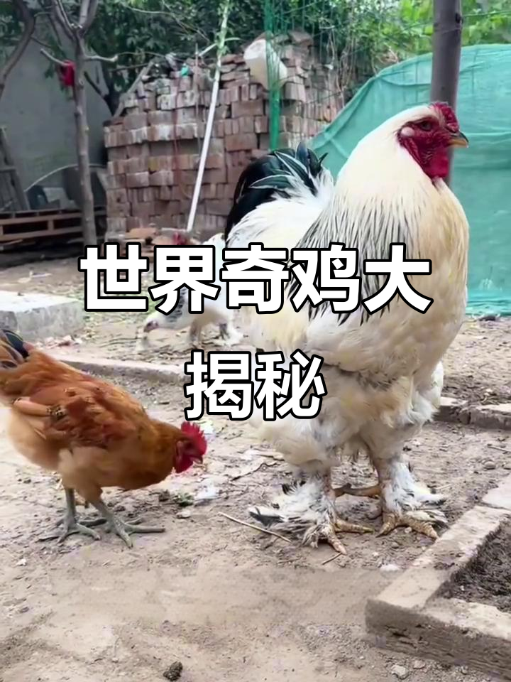 探秘世界各地奇特鸡种,从婆罗门到汶赏芦花鸡