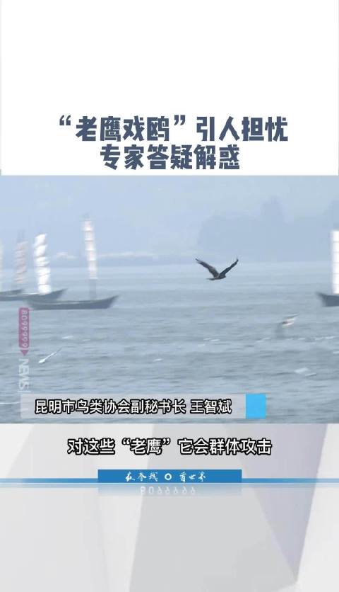 「老鹰戏鸥引市民担忧 鸟协专家科普解惑」蓝V视界 最近,有不少市民反映,他们在草海大坝上观
