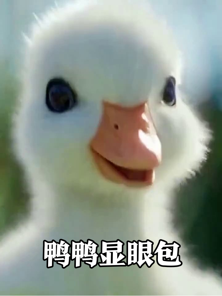 小鸭子成精了!草地炫技+漫画纸学步萌翻全网