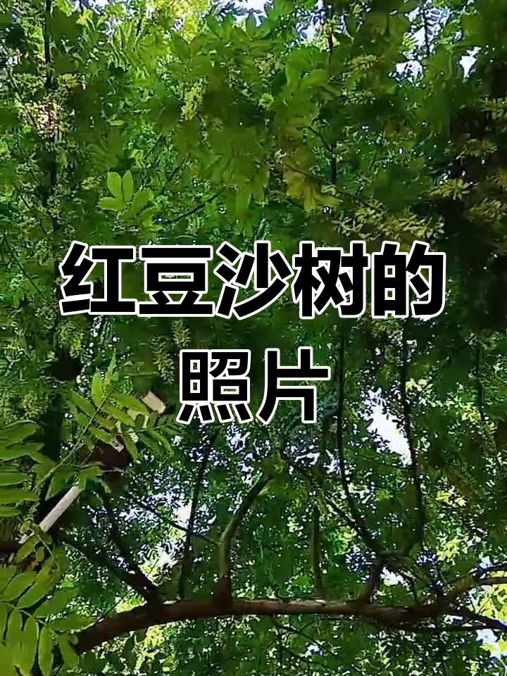 红豆沙树图片展示