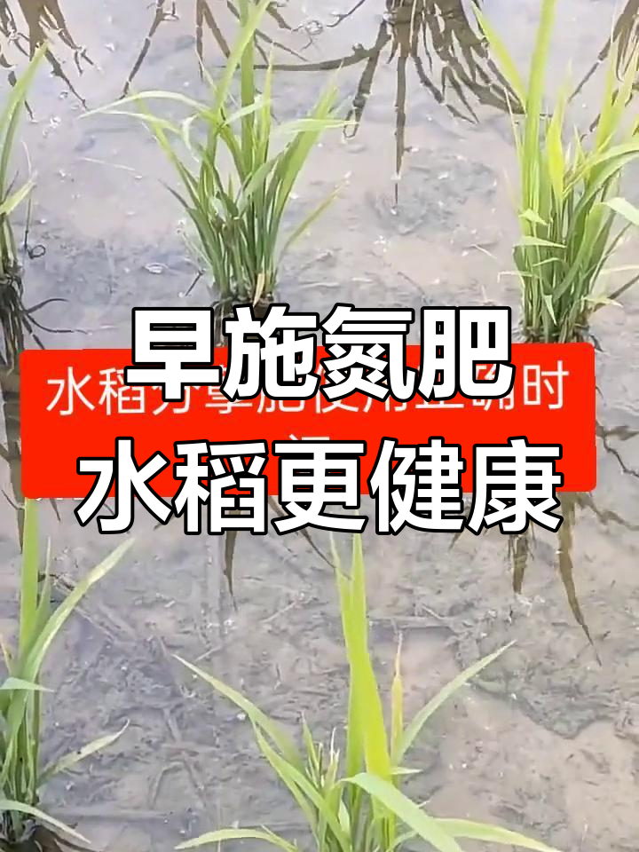 水稻分蘖关键期,肥料使用技巧大揭秘