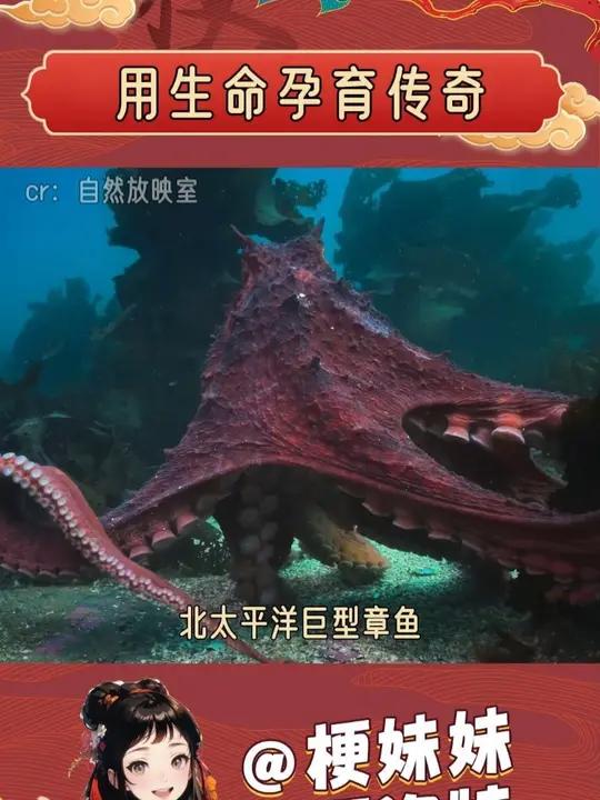 北太平洋巨型章鱼,用生命换下一代的新生