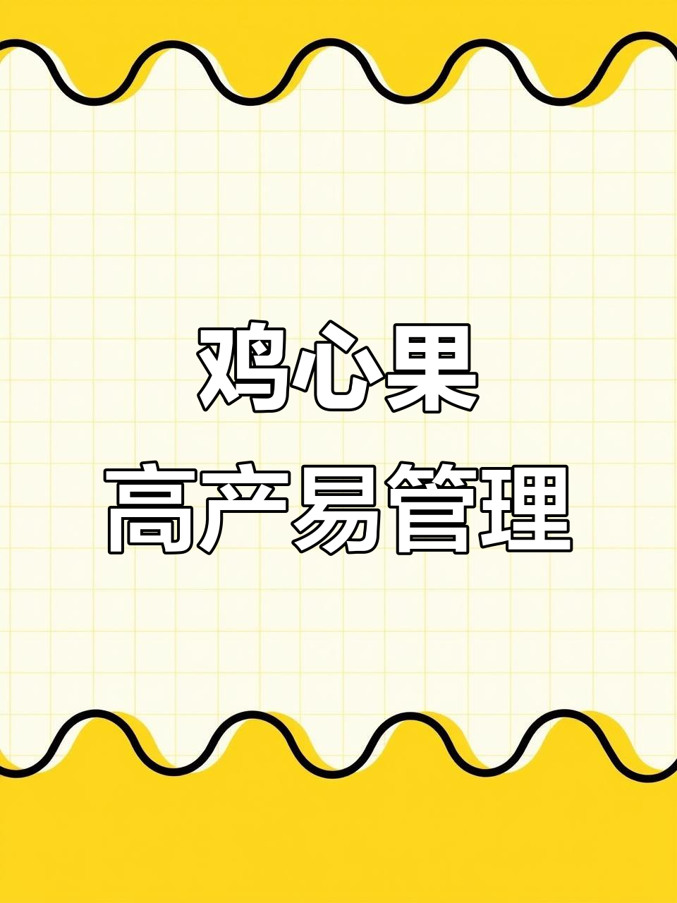 辽宁营口鸡心果,丰产又耐寒,三年结果超轻松