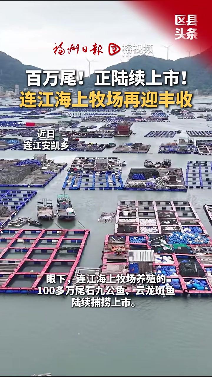 眼下,连江海上牧场养殖的100多万尾石九公鱼、云龙斑鱼陆续捕捞上市。福州 连江 丰收 石九