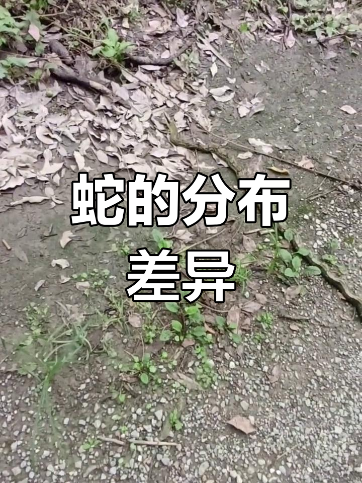 重庆常见菜花蛇,贵州毒蛇种类多