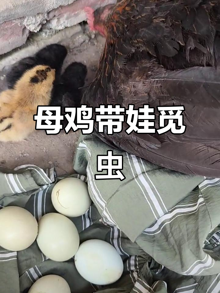 鸡妈妈护崽心切，找虫子喂食忙不停