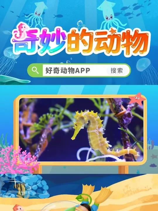 珊瑚礁里的侏儒海马动物世界好奇动物app科普动画少儿启蒙 侏儒海马