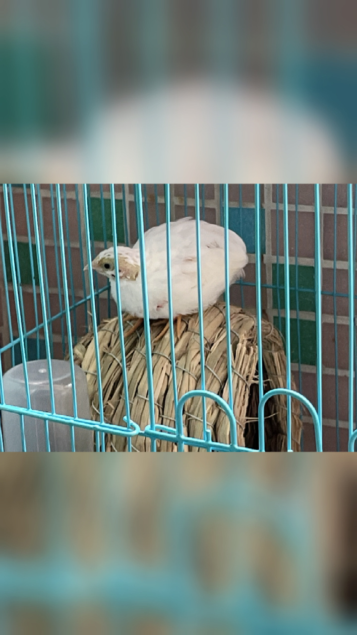 长得像鸡的鸟