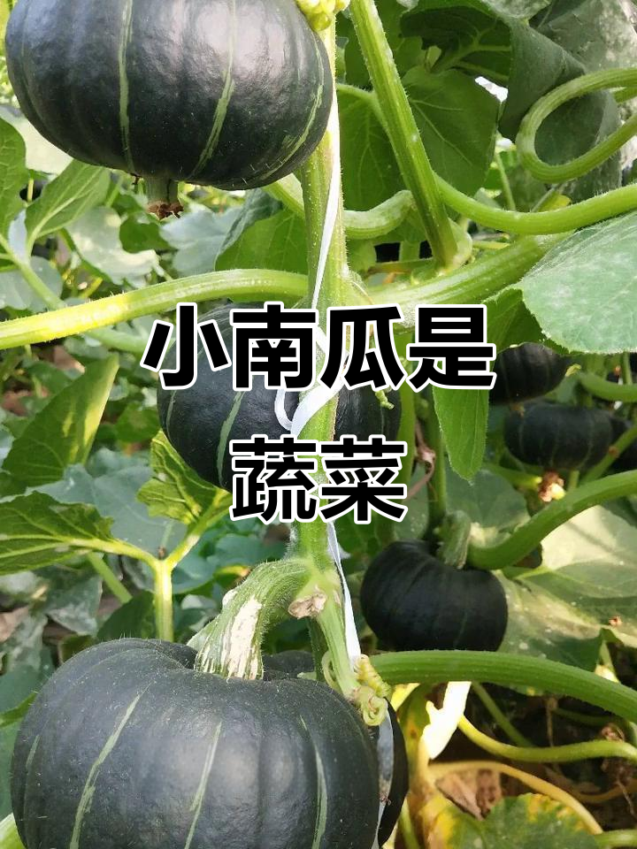 贝贝小南瓜到底是不是水果?原来是蔬菜!