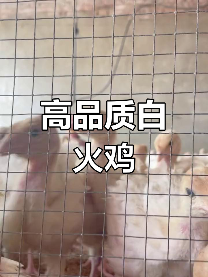 尼古拉700系火鸡,耐粗食易养,适合农村饲养