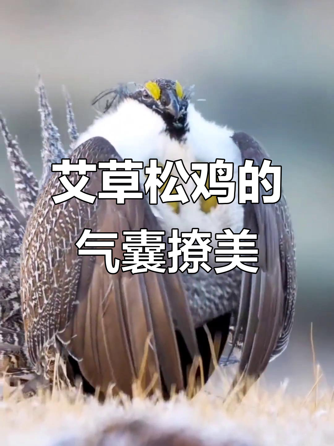 艾草松鸡如何用气囊吸引异性?揭秘北美洲最大松鸡的求偶方式