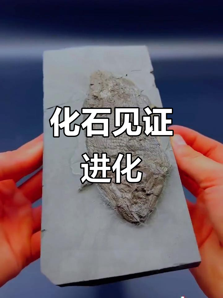 侏罗纪:软骨鱼向硬骨鱼的进化,多种化石共存