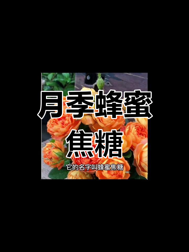 甜蜜月季蜂蜜焦糖,四季开花