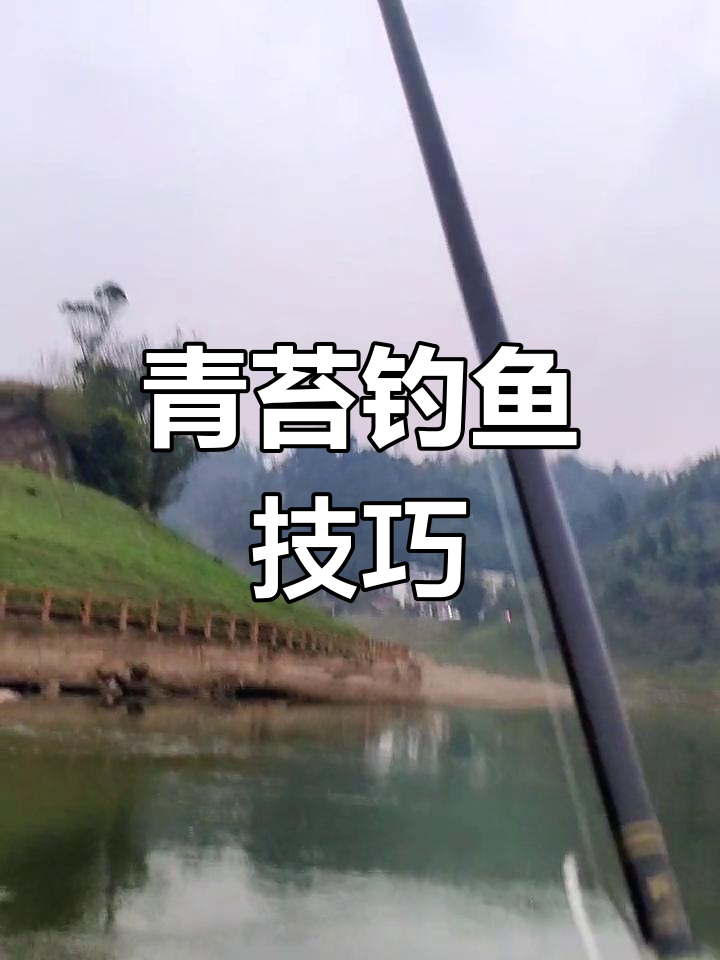 青苔钓法揭秘:如何用自然饵料引诱草食鱼类
