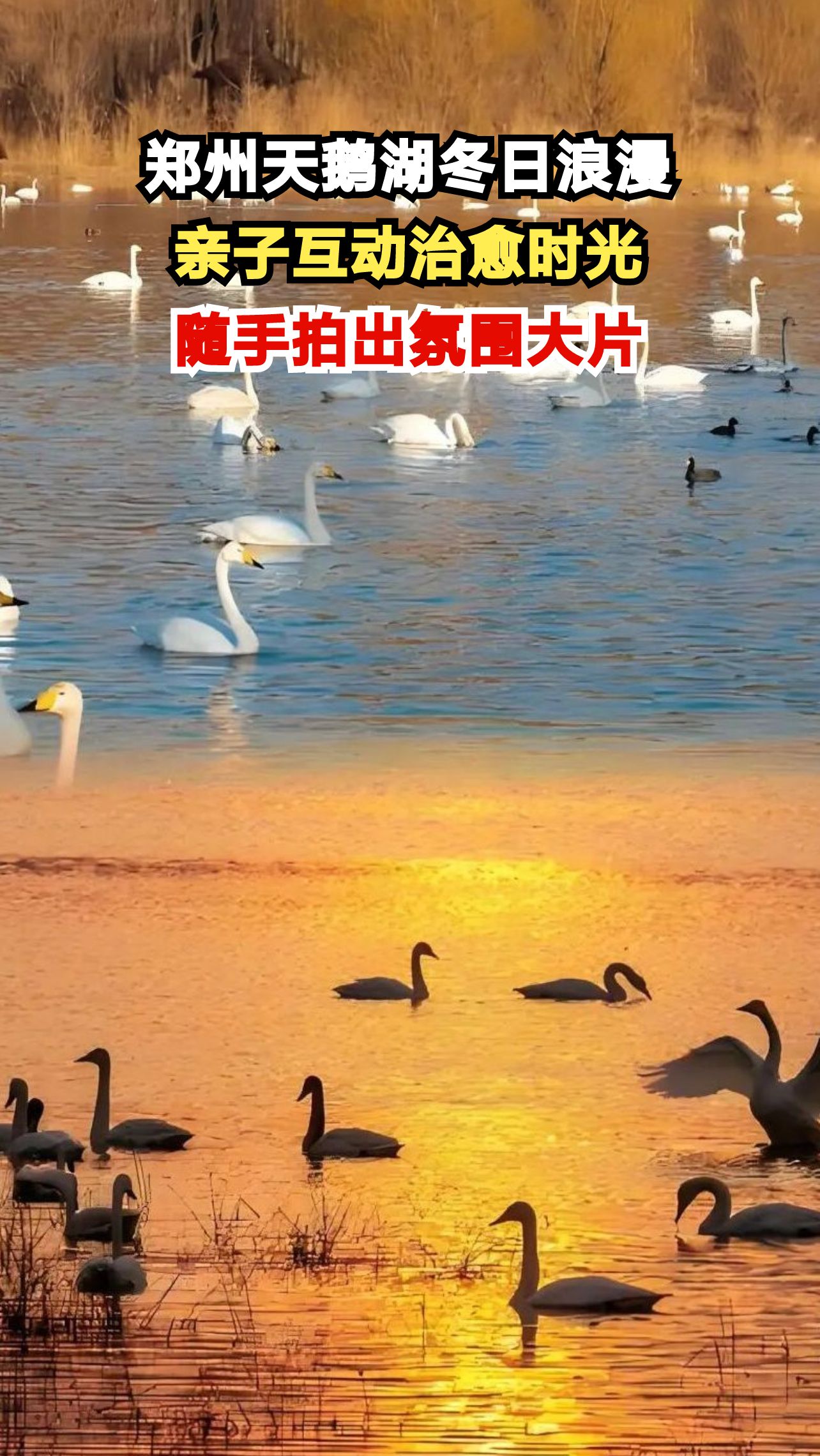 冬日限定!郑州天鹅湖畔的童话世界,你打卡了吗?
