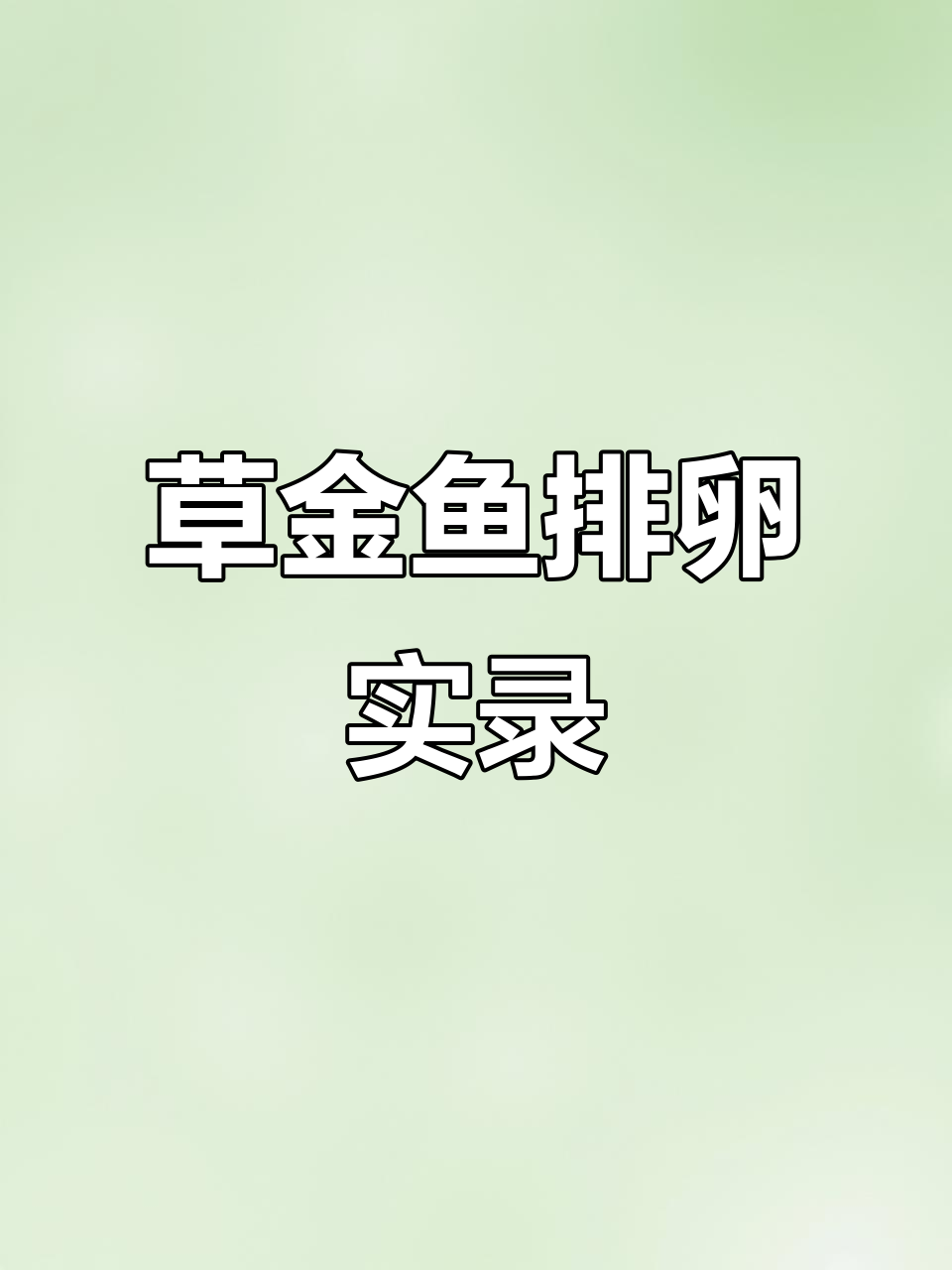草金鱼排卵全过程，手动操作期待新生命的到来