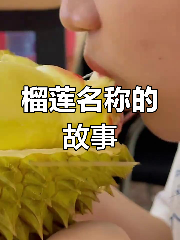榴莲名字的由来,竟然与郑和有关!