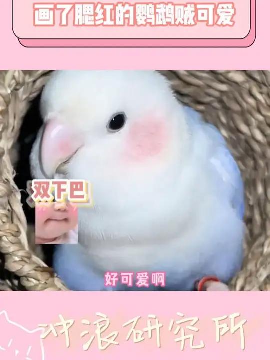 画了腮红的鹦鹉贼可爱