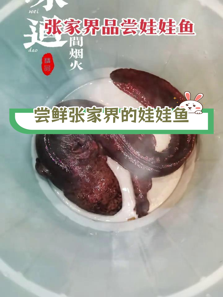 张家界娃娃鱼:野生保护与人工养殖的差异