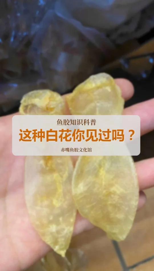 这种白花胶你见过吗?