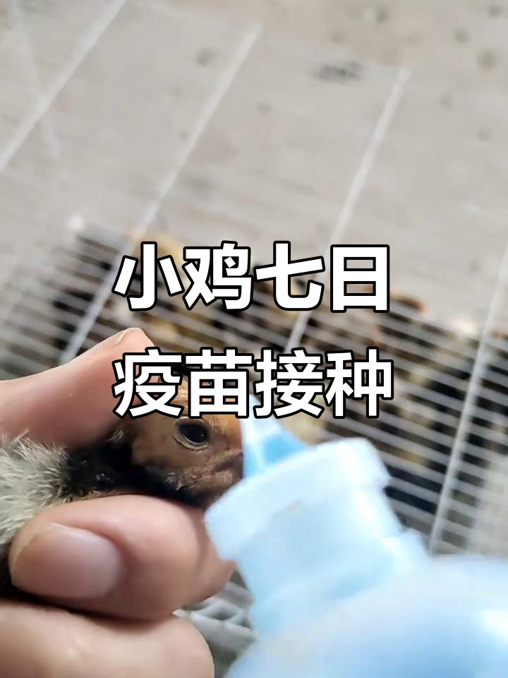 小鸡七天接种新支二联疫苗,防疫全攻略