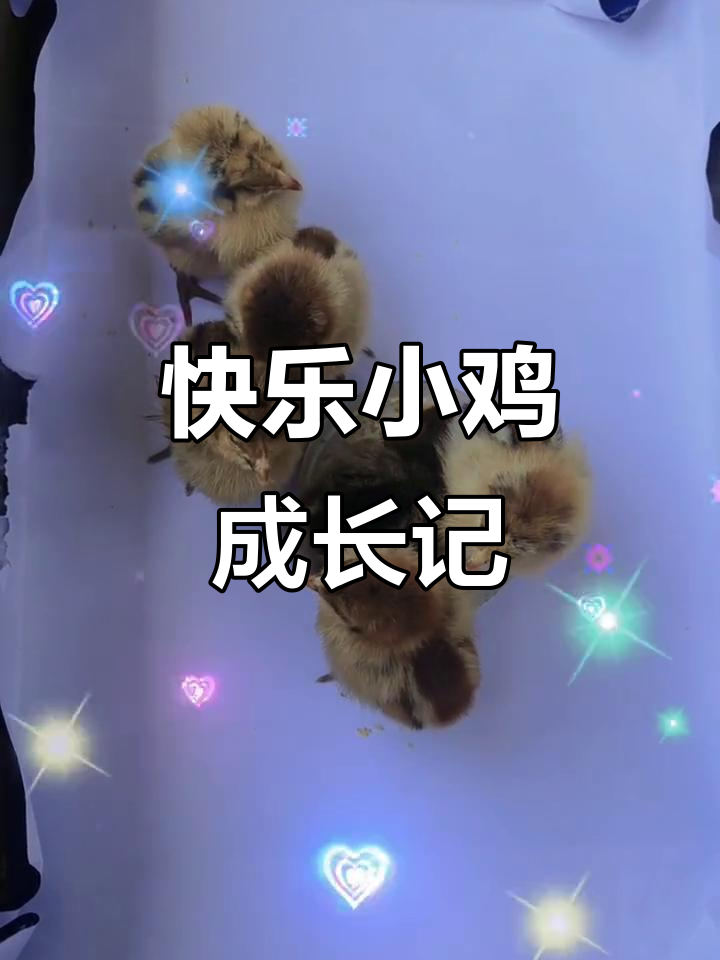 小鸡的可爱日常,吃蜜长大变得更美