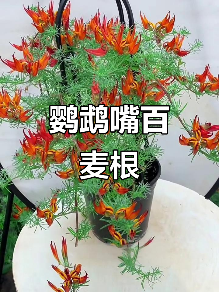 鹦鹉嘴吊兰花:四季常开,火焰般的生命力
