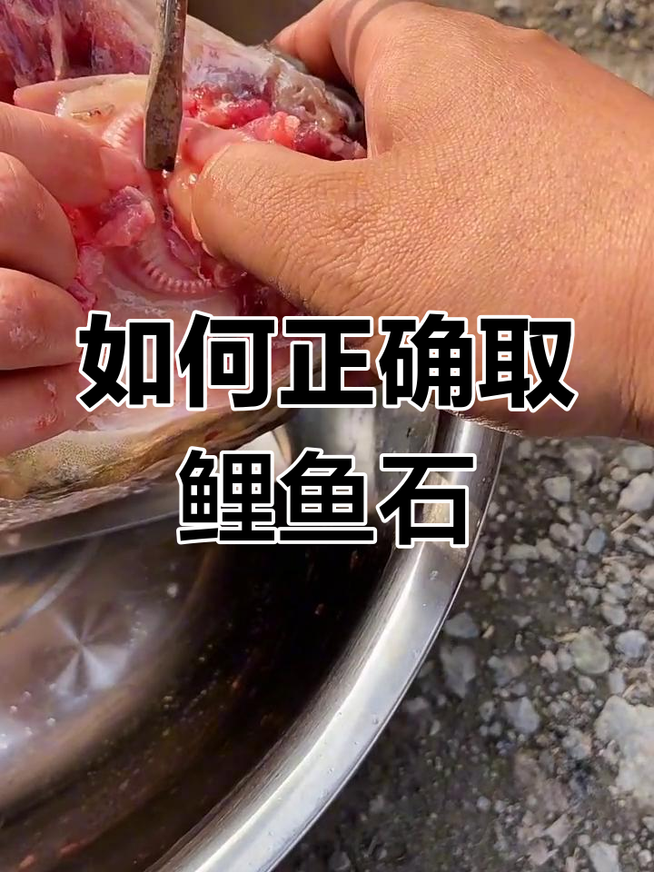 鲤鱼石取法大揭秘,轻松掌握钓鱼技巧