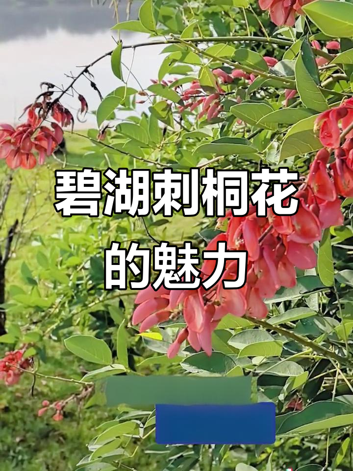 碧湖公园的刺桐花,古朴美丽让人珍惜幸福时光