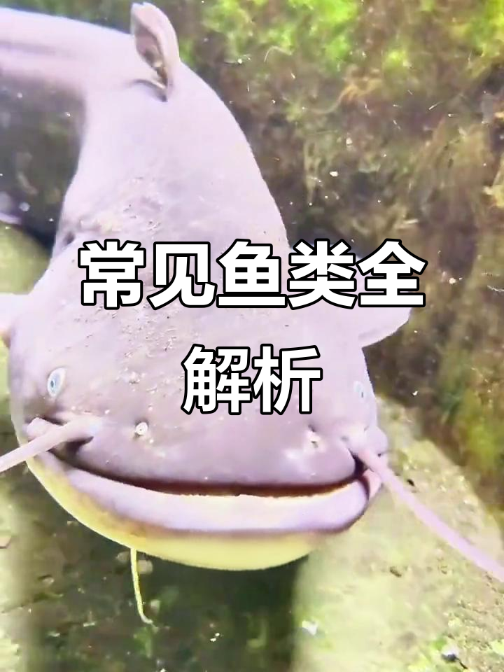 各种鱼类大揭秘，从红龙鱼到鲶鱼的全方位介绍