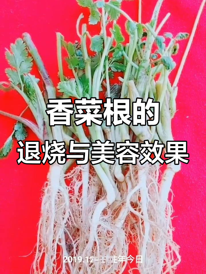 香菜根的神奇作用,冬季必备家庭良药