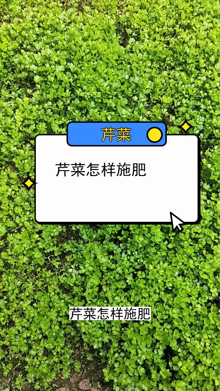 芹菜怎样施肥 三农种植 农业种植技术