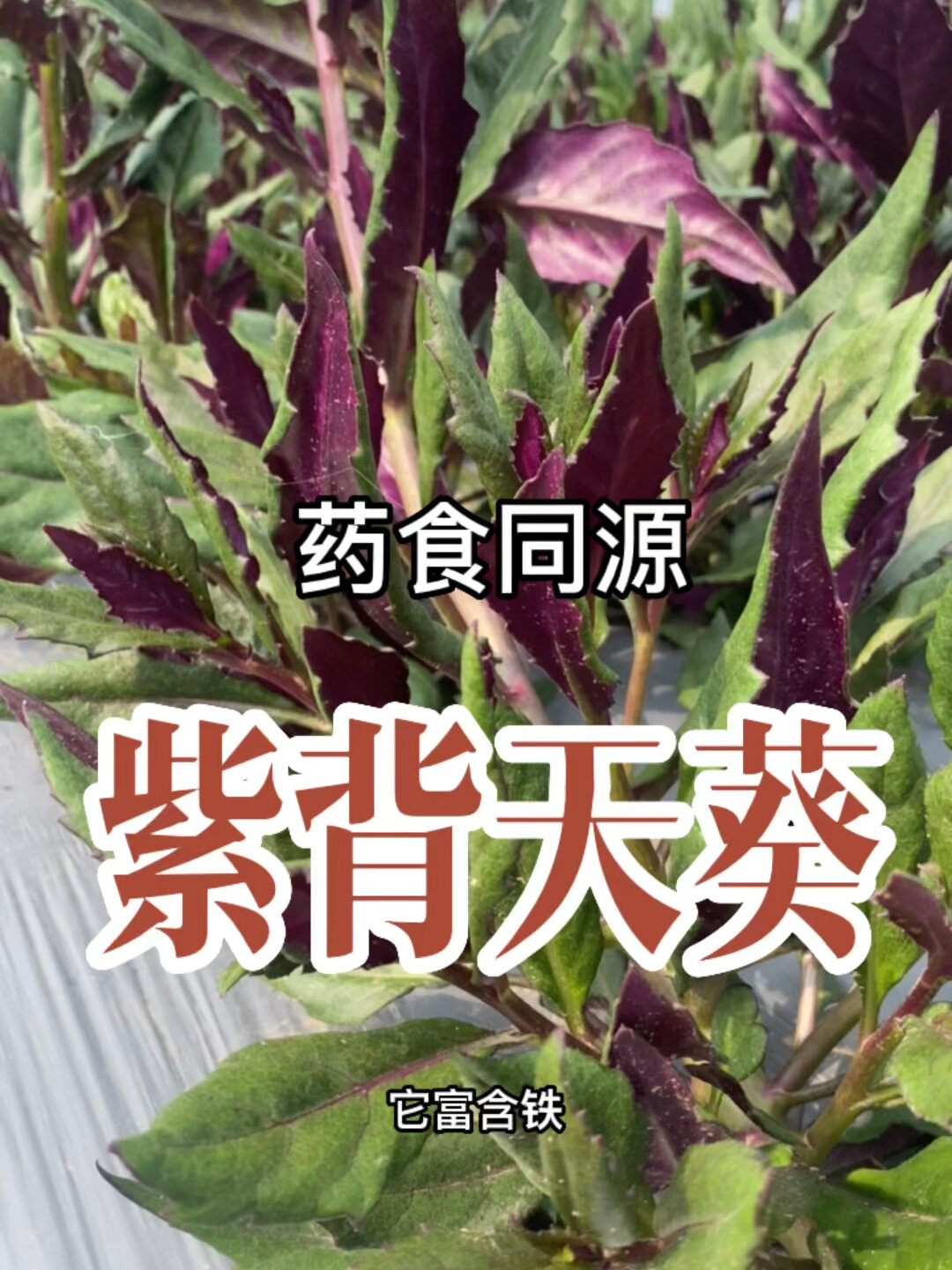 紫背天葵