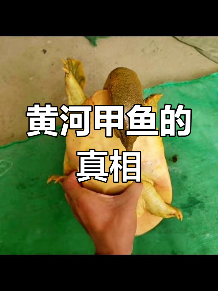 有些商家把黄河甲鱼伪装成野生,实则只是普通品种